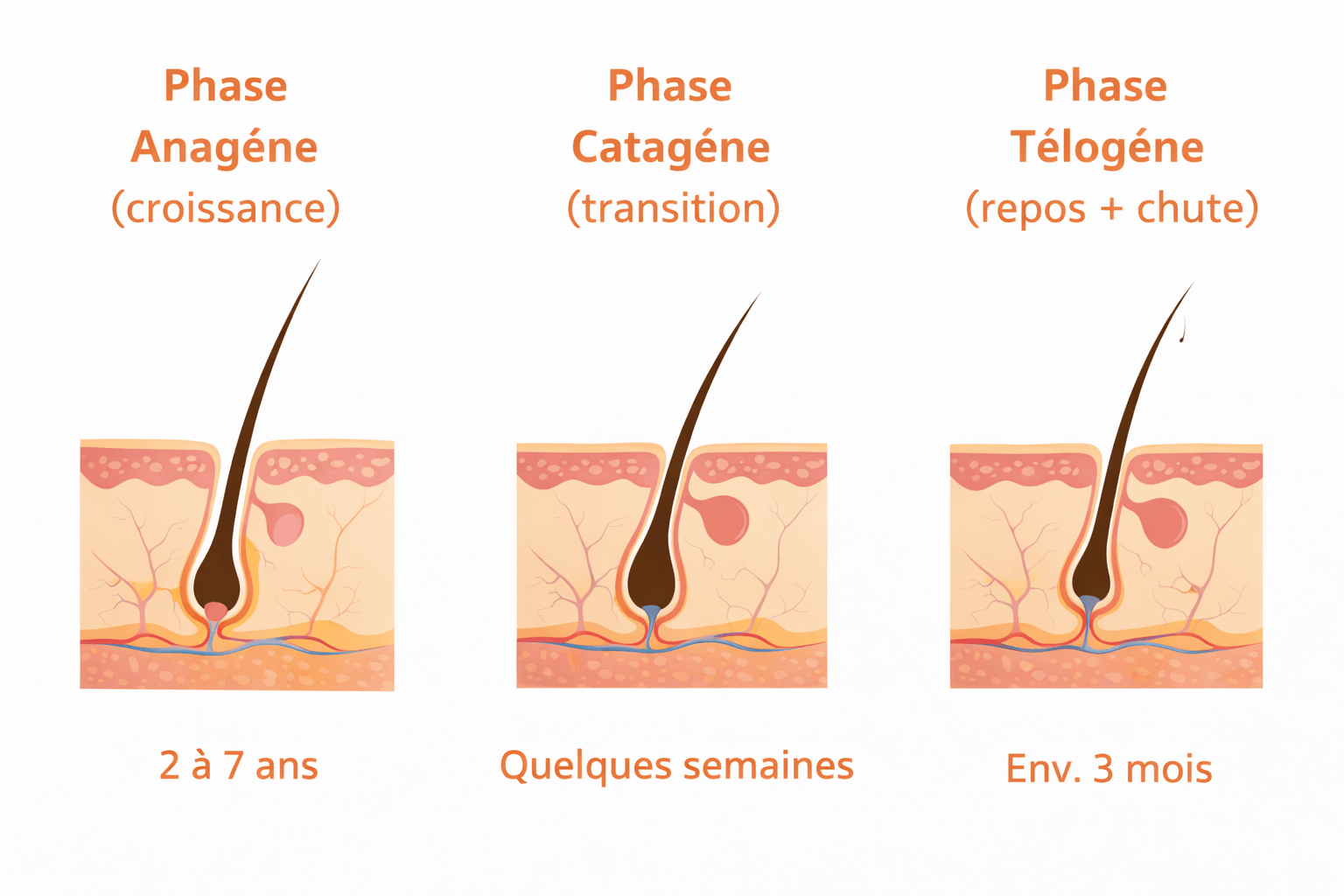 Les cheveux poussent de combien de cm par mois ?