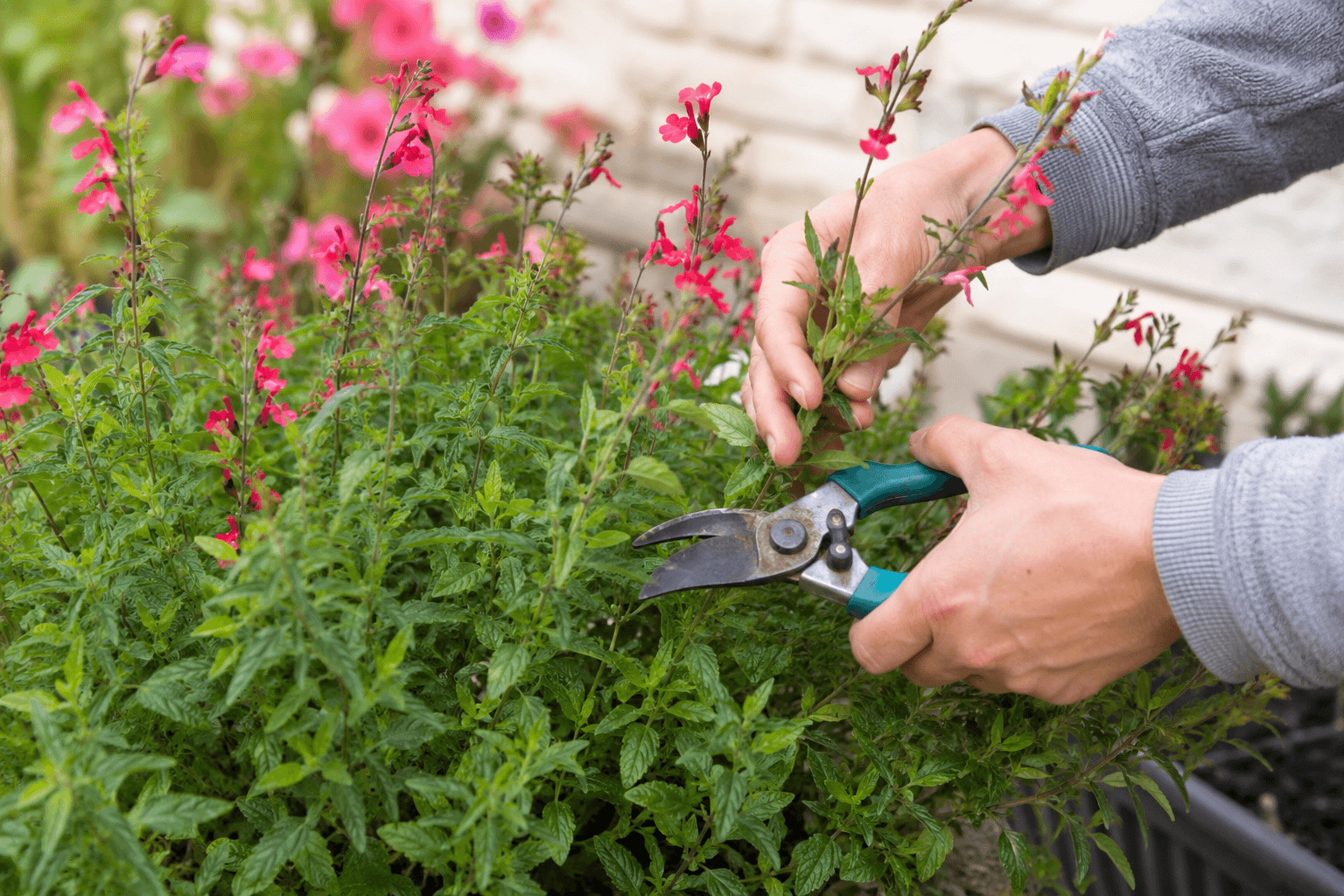 Quand tailler la sauge arbustive ? Le guide complet pour une floraison généreuse