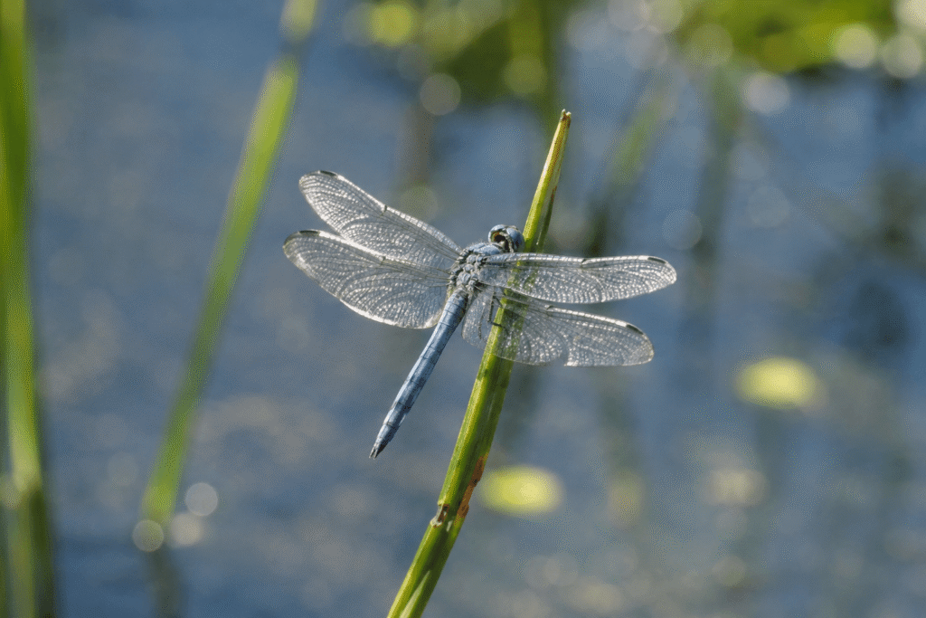 Libellule
