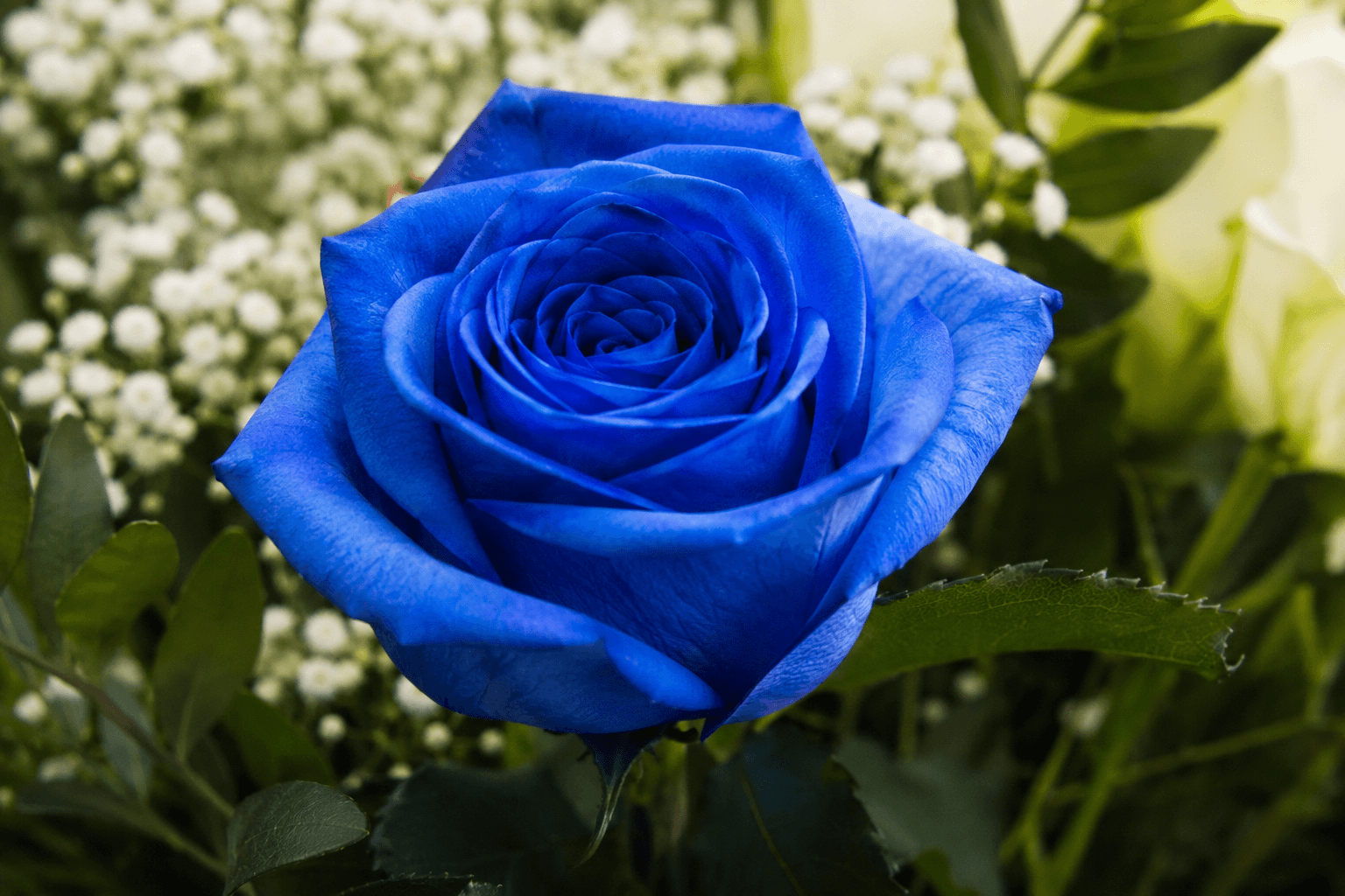 Rose bleue